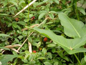 Riverside State Park (75)