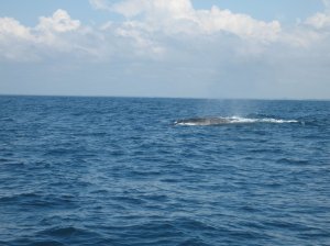 Whale-watching Gulf of Guinea (2)