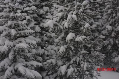 Breckenridge Trees (2)