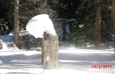 Breckenridge Trees (6)