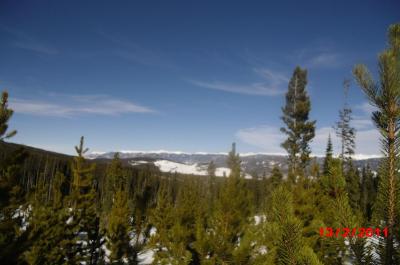Breckenridge Trees