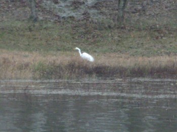 Dream Tree Bayou (2)