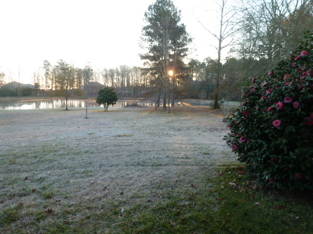 Dream Tree Bayou in Winter (9)