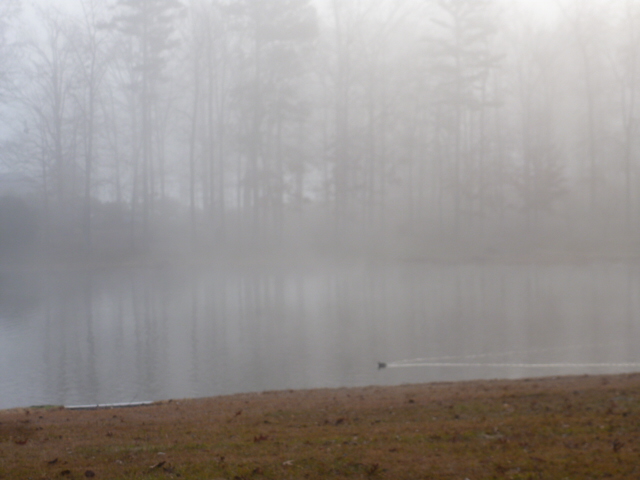 Dream Tree Bayou in December