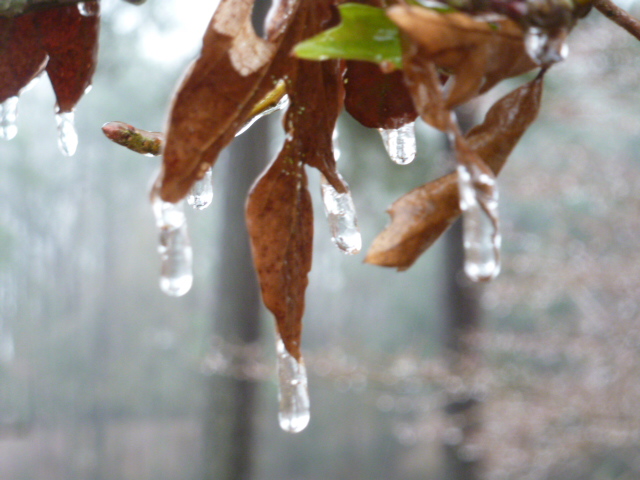 Louisiana Ice Storm (9)
