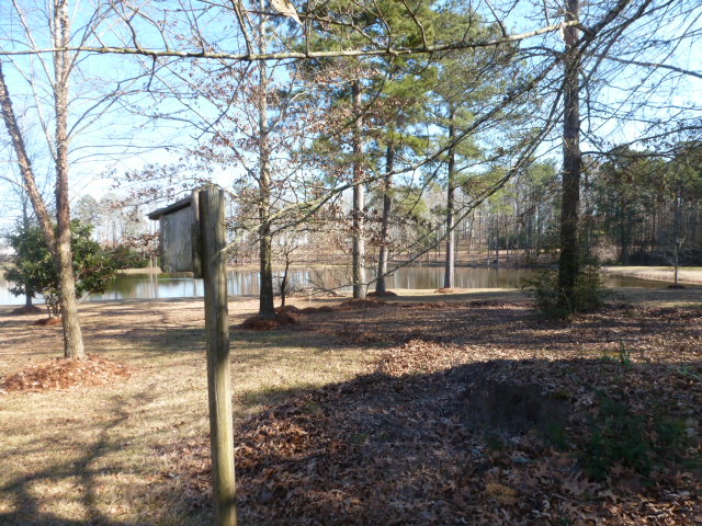 Raking Pine Straw (4)