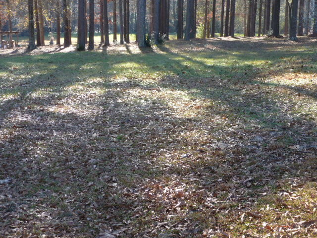 Raking Pine Straw (5)