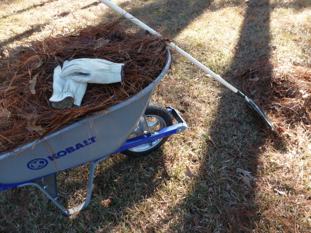 Raking Pine Straw (8)