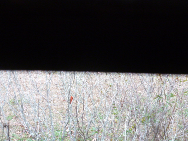 Red Bird Memories (2)