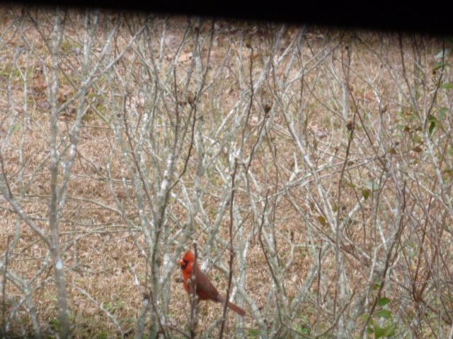 Red Bird Memories (3)