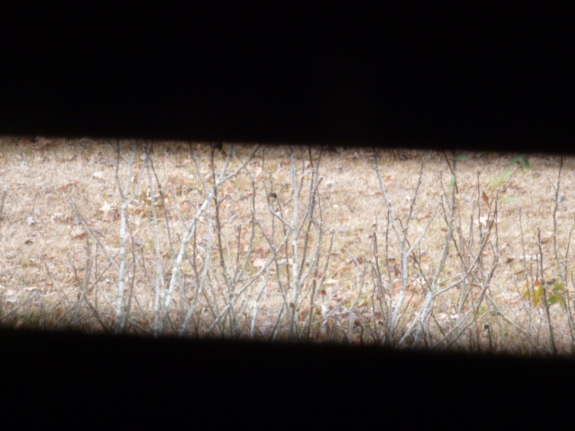 Red Bird Memories (4)