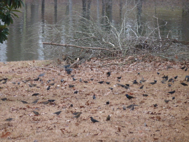 Blackbirds (3)