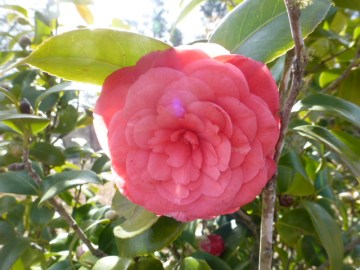 Camelias (3)