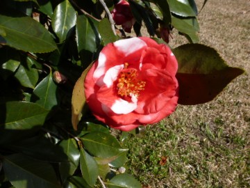 Camelias (5)