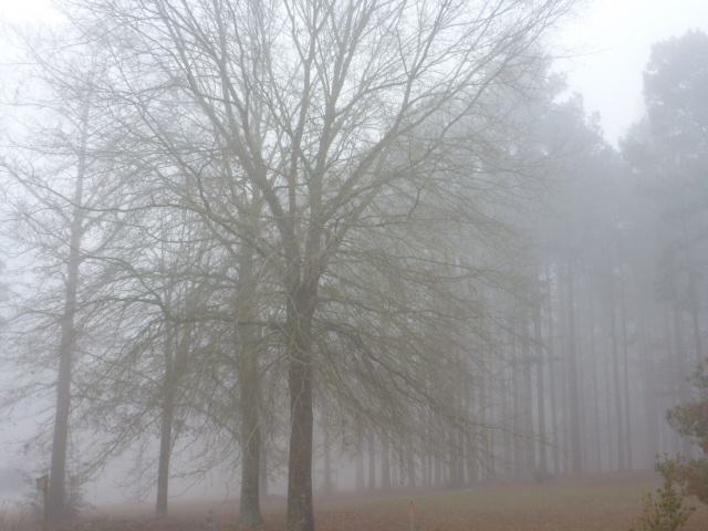 Misty Dream Tree Bayou (5)