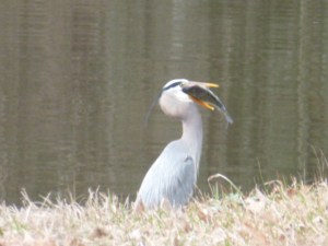 Blue Heron Eating a Fish (11)