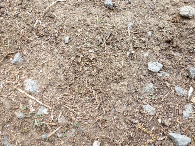 Brown All Around (2)