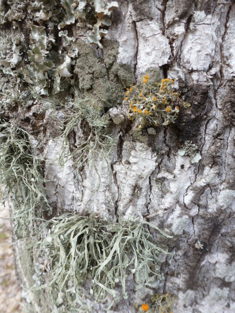 Moss on Tree