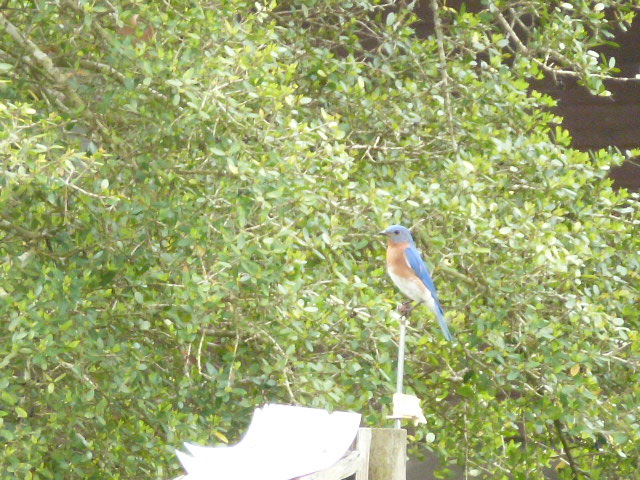 Eastern Bluebird
