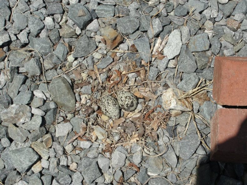 Killdeer Mama (2)