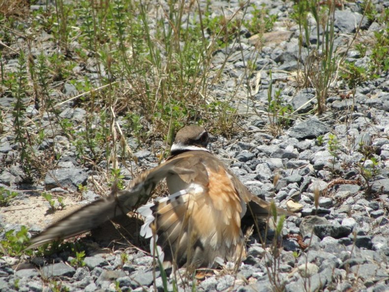 Killdeer Mama (3)