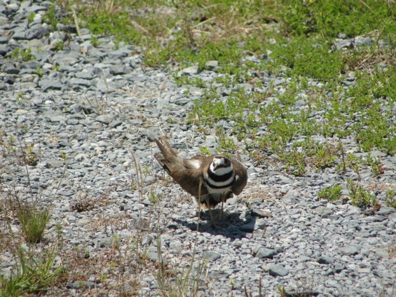 Killdeer Mama (4)