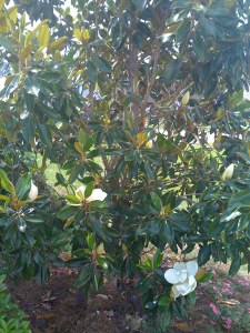 Southern Magnolia