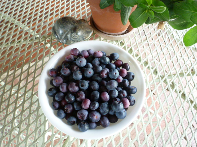 Blueberry Pie (2)