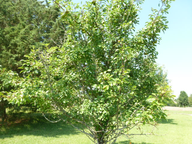 Pear Tree (4)