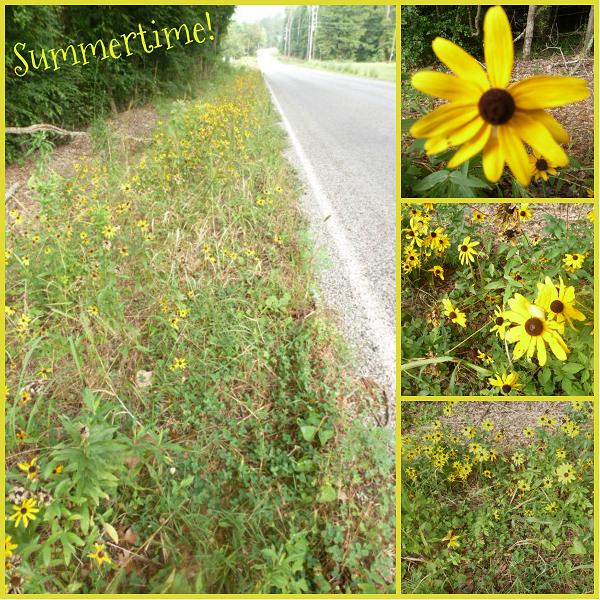 Black-eyed Susan Collage (2)