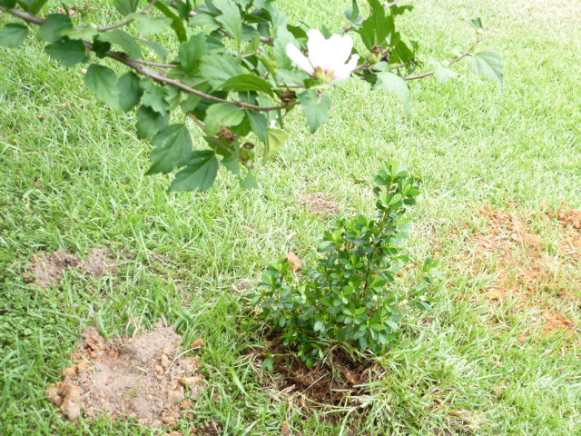 Orange Azalea for Susan (3)