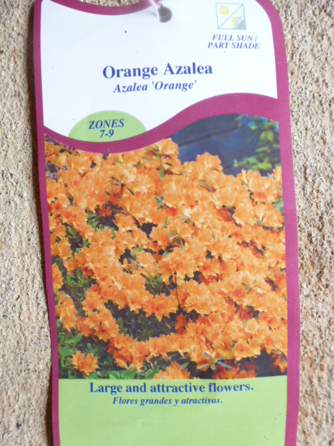 Orange Azalea for Susan