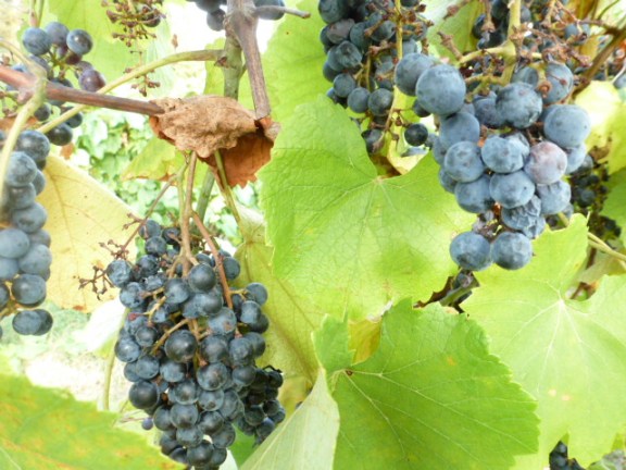 Landry Vineyard (10)