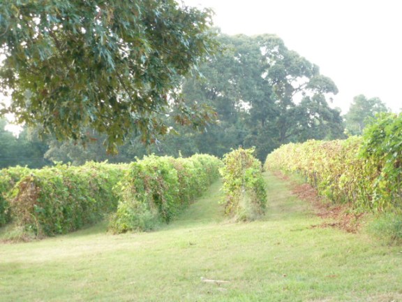 Landry Vineyard (14)
