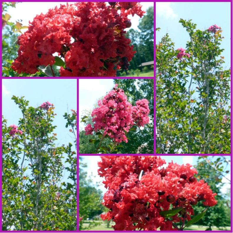 Crepe Myrtles