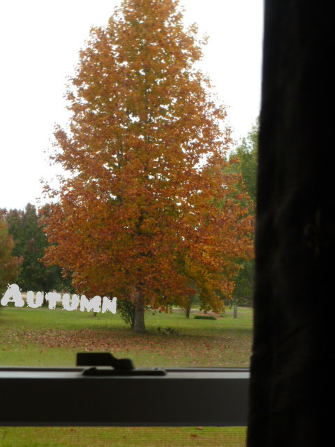 Autumn Oak (2)