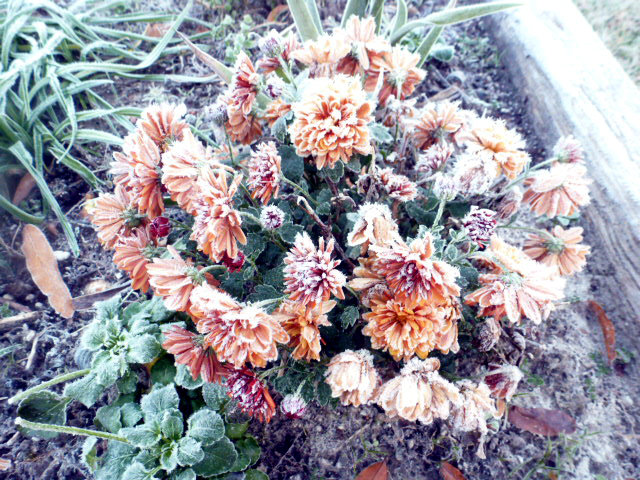 Frosty Morning on the Bayou (18)