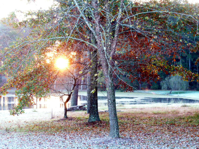 Frosty Morning on the Bayou (22)