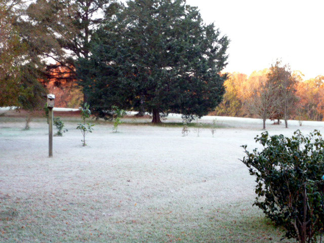 Frosty Morning on the Bayou (24)