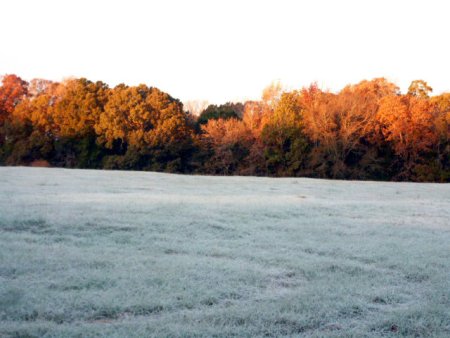 frosty-morning-on-the-bayou-25