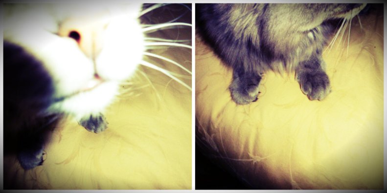 What would my birthday be without Cupcake?