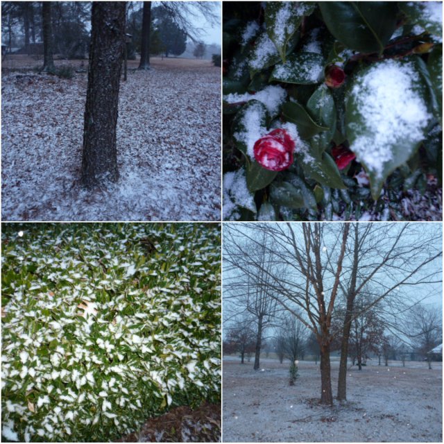 Snow on the Bayou (2)