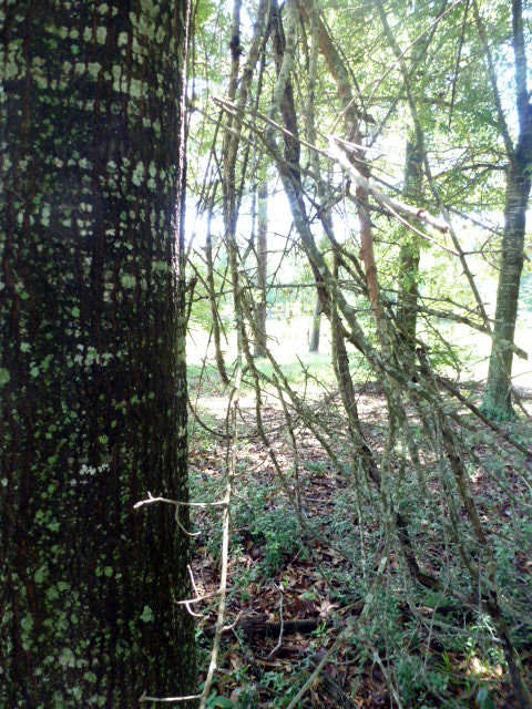 Mother Nature Has Her Way (6)