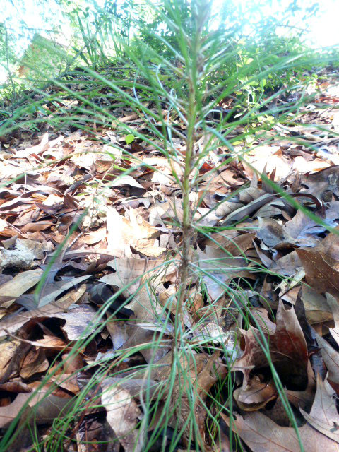 Mother Nature Has Her Way (7)