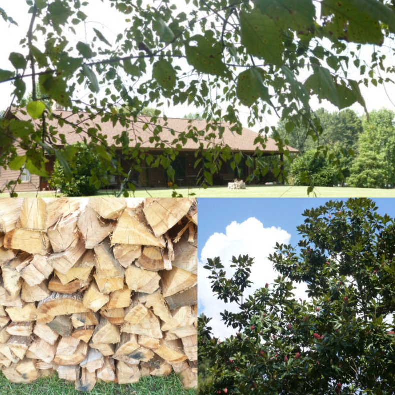 Falling Leaves Rising Thoughts (3)