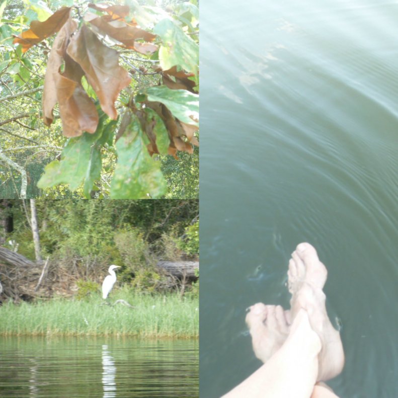 Falling Leaves Rising Thoughts (4)