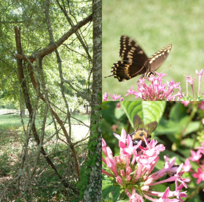 Falling Leaves Rising Thoughts