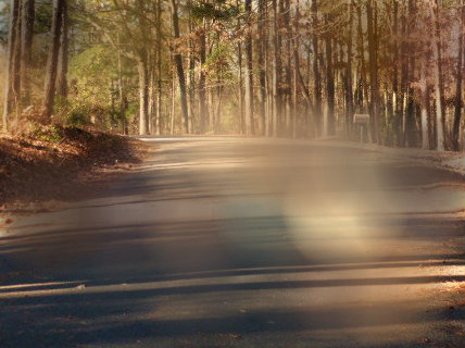 Fallen Trees and Mama's Music (5)
