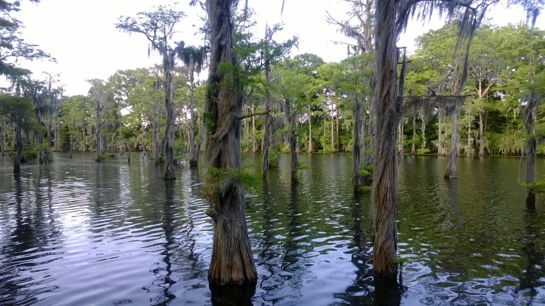 Bayou DeSiard (11)