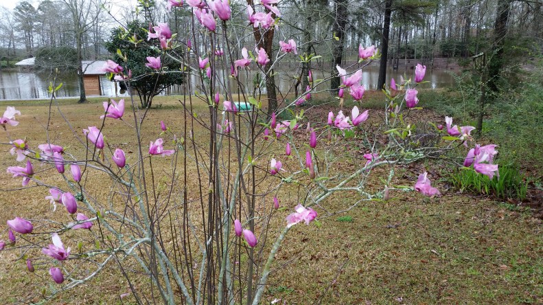 Tulip Tree (Japanese Magnolia)